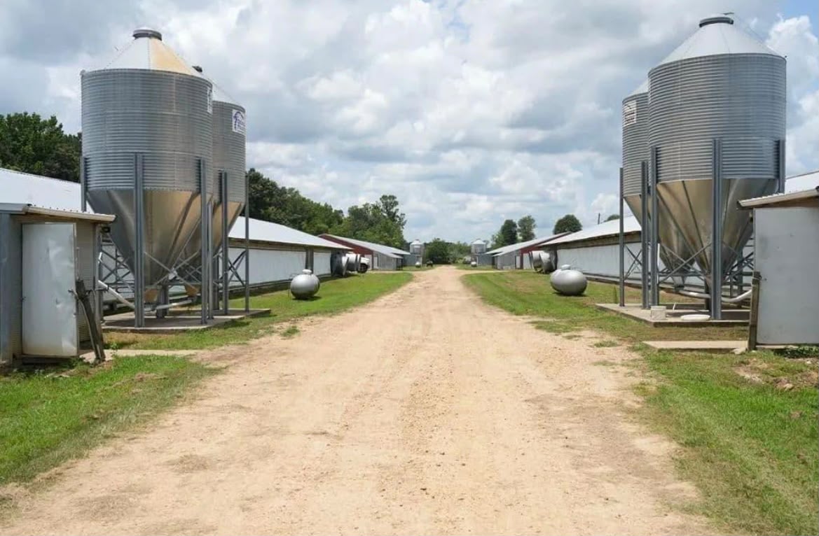 Feed silos alongside broiler houses