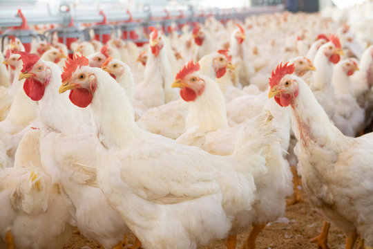 Healthy broiler flock at Summit Poultry