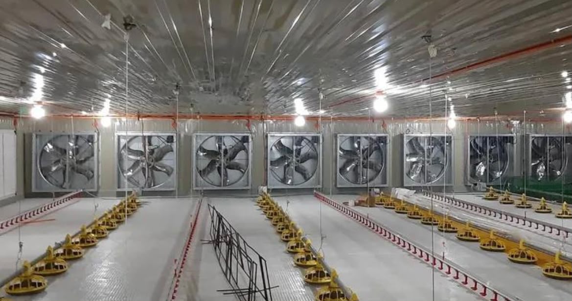 Tunnel ventilation fans inside a modern broiler house