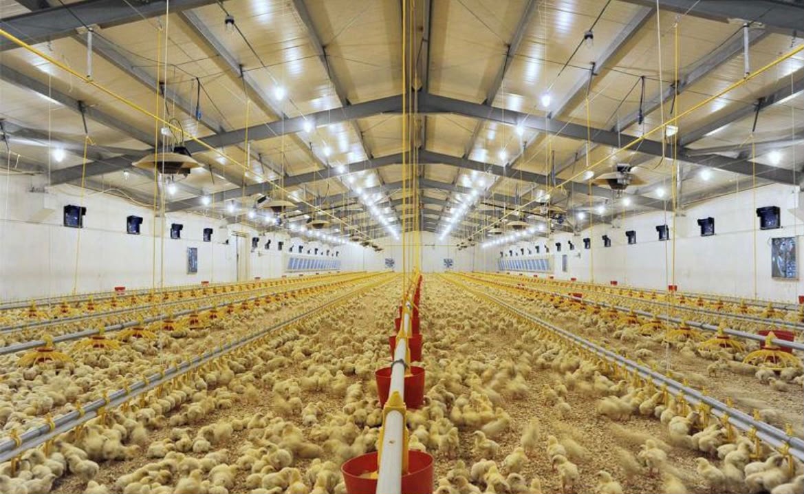 Interior of a broiler house filled with chicks