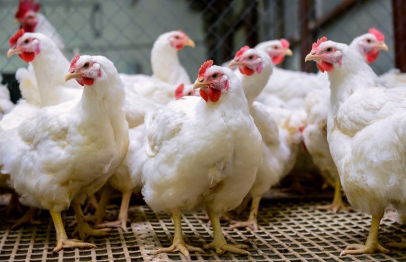 Healthy chickens in a Summit Poultry facility