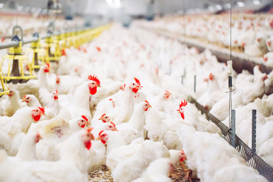 Flock of white broiler chickens inside a Summit Poultry broiler house, Dundee, KwaZulu-Natal